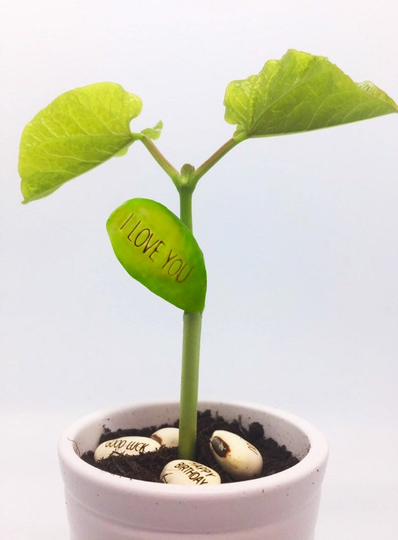 Personalised Plant set or engraved seed
